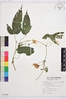 藏品(森氏鐵線蓮)的圖片