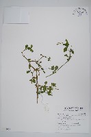 藏品(小花寬葉馬偕花)的圖片