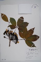 藏品(吉貝棉)的圖片