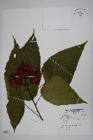 藏品(臙脂樹)的圖片