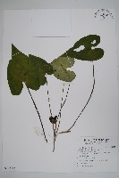 藏品(下花細辛)的圖片