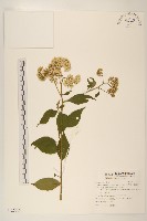 藏品(小舌菊、蔓綿菜)的圖片