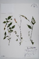 藏品(臺灣馬藍)的圖片