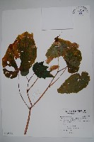 藏品(出雲山秋海棠)的圖片