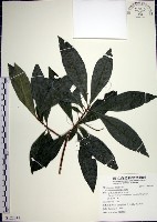 藏品(樹杞)的圖片