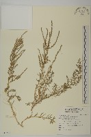 藏品(裸花鹼蓬)的圖片