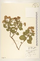 藏品(鯽魚膽、闊苞菊)的圖片