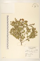 藏品(鯽魚膽、闊苞菊)的圖片