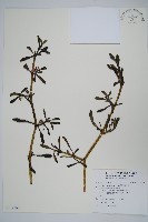 藏品(海馬齒)的圖片