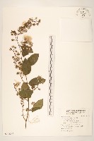 藏品(過山龍)的圖片