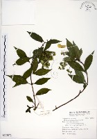 藏品(華八仙)的圖片