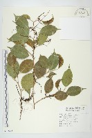 藏品(日本菟絲子)的圖片