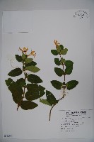 藏品(忍冬、金銀花)的圖片