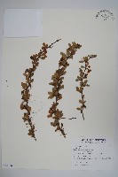 藏品(金花小檗)的圖片