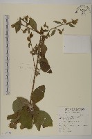 藏品(絨毛天名精)的圖片