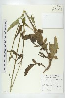 藏品(川續斷)的圖片