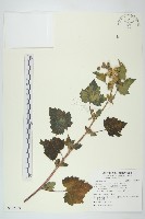 藏品(蒼耳、羊帶來)的圖片