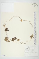 藏品()的圖片
