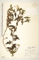 藏品(蔓黃菀)的圖片