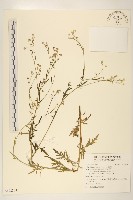 藏品(銀膠菊)的圖片