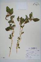 藏品(反枝莧)的圖片