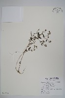 藏品(西南風鈴草)的圖片