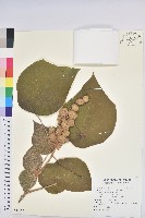 藏品(毛桐)的圖片