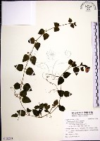 藏品(倒地蜈蚣)的圖片