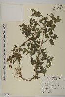 藏品(鬼針)的圖片