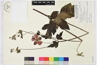 藏品(打破碗花花)的圖片