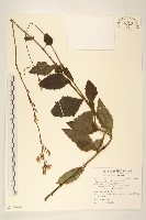 藏品(鵝仔草)的圖片