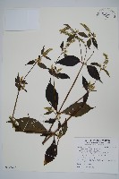 藏品(牛膝)的圖片