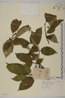 藏品(十齒花)的圖片