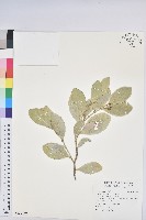 藏品(白樹仔)的圖片