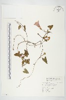 藏品(海牽牛)的圖片