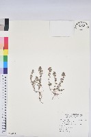 藏品(伏生大戟)的圖片