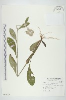 藏品(毛將軍)的圖片