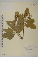 藏品(厚葉衛矛, 源一木)的圖片