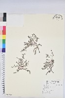 藏品(千根草)的圖片