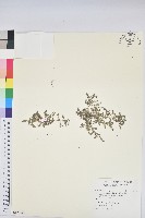 藏品(匐根大戟)的圖片