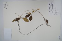 藏品(台灣牛皮消)的圖片