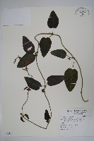 藏品(絨毛芙蓉蘭)的圖片