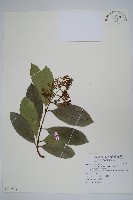 藏品(小錦蘭)的圖片