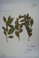 藏品(全緣葉冬青)的圖片