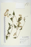 藏品(蔓澤蘭)的圖片