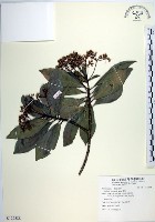 藏品(樹杞)的圖片