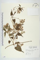 藏品(蔓澤蘭)的圖片