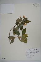 藏品(蘭嶼絡石)的圖片
