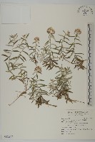 藏品(玉山抱莖籟簫)的圖片