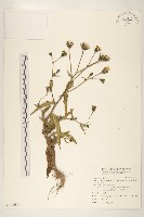 藏品(玉山毛蓮菜)的圖片